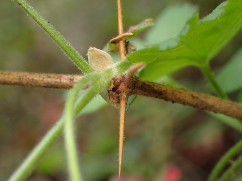 Image of Ribes amarum by (c) George Williams, some rights reserved (CC BY)