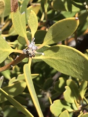 Arctostaphylos parryana