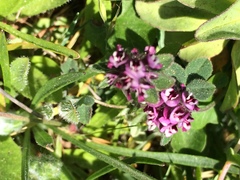 Trifolium barbigerum