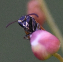 Pachodynerus nasidens