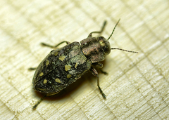 Phaenops drummondi