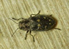 Phaenops drummondi