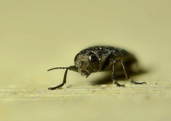 Phaenops drummondi