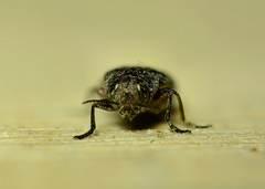 Phaenops drummondi