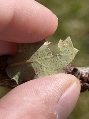 Disholcaspis prehensa