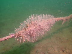 Asyncoryne ryniensis