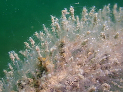 Asyncoryne ryniensis