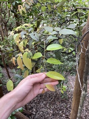 Diospyros sandwicensis