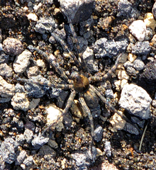 Anoteropsis aerescens