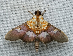 Aetholix flavibasalis
