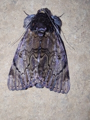 Catephia