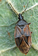Acompocoris alpinus