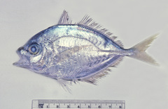 Kaiwarinus equula