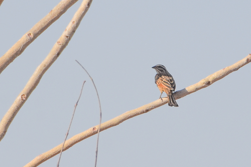 Gosling's Bunting (Emberiza goslingi), photo 5
