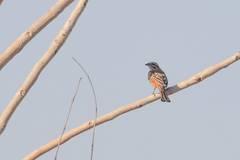 Emberiza goslingi