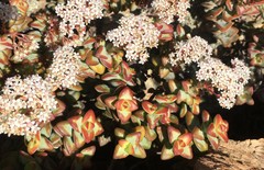 Crassula rupestris