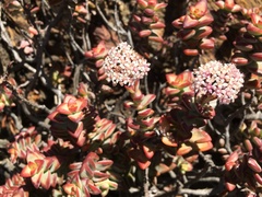 Crassula rupestris