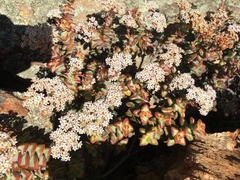 Crassula rupestris