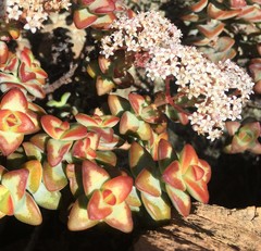 Crassula rupestris