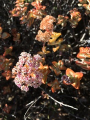 Crassula rupestris