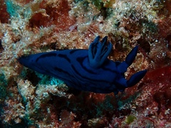 Tambja caeruleocirrus