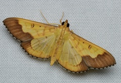 Meroctena staintonii