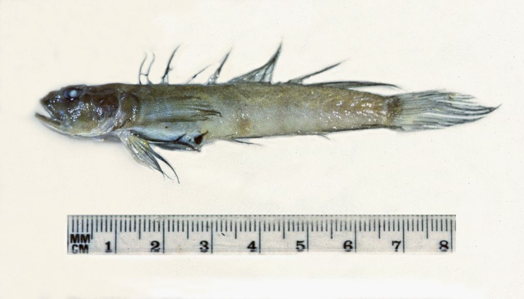 Heise's tentacle goby (Oxyurichthys heisei) — Gobiidae