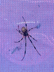 Latrodectus geometricus