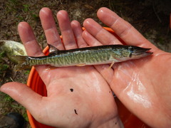 Esox americanus