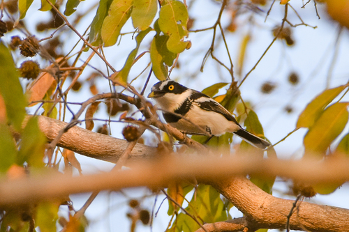 Senegal Batis (Batis senegalensis), photo 8