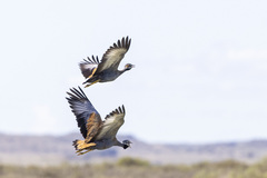 Eupodotis caerulescens