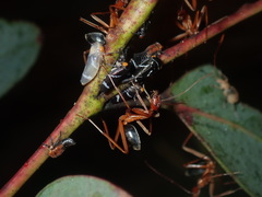 Leptomyrmex nigriventris