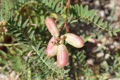 Astragalus pomonensis