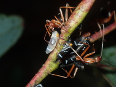Leptomyrmex nigriventris