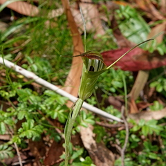 Pterostylis decurva