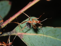 Leptomyrmex nigriventris