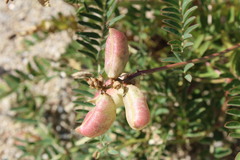 Astragalus pomonensis