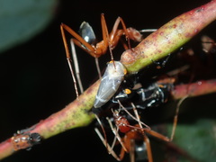 Leptomyrmex nigriventris