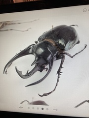 Chalcosoma