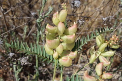 Astragalus pomonensis