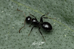 Camponotus mackayensis