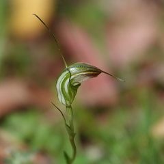 Pterostylis decurva