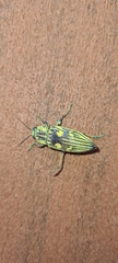 Chalcophorotaenia