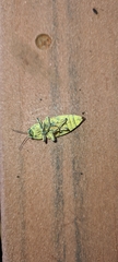 Chalcophorotaenia