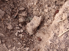 Pheidole obtusospinosa
