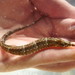 Gulf Pipefish - Photo (c) Squidpastry, some rights reserved (CC BY-NC), uploaded by Squidpastry