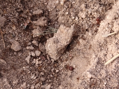 Pheidole obtusospinosa