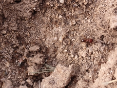 Pheidole obtusospinosa