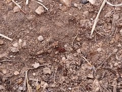 Pheidole obtusospinosa