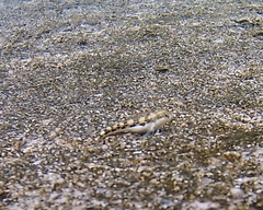 Microlipophrys adriaticus